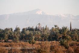 Image du Maroc Professionnelle de  La ville de Marrakech fut entouré par des fermes aux jardins de fruits où les grandes familles passaient du beau temps durant leurs Nzaha (une sorte de pique nique locale), Lundi 19 Août 1997. Au fond le haut Atlas enneigé. (Photo / Abdeljalil Bounhar) 